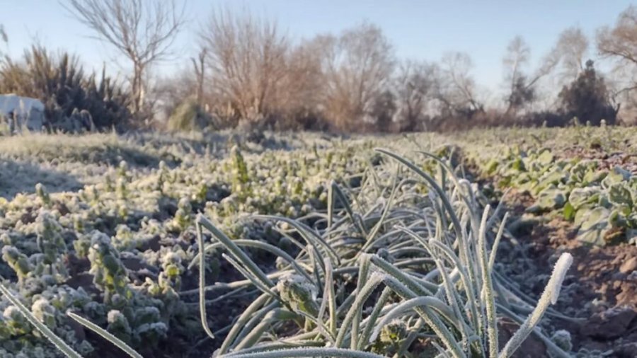 EL IMPACTO DE LA OLA POLAR. Las heladas de estos d&iacute;as podr&iacute;an afectar la producci&oacute;n de verduras e impactar&iacute;a en los precios.