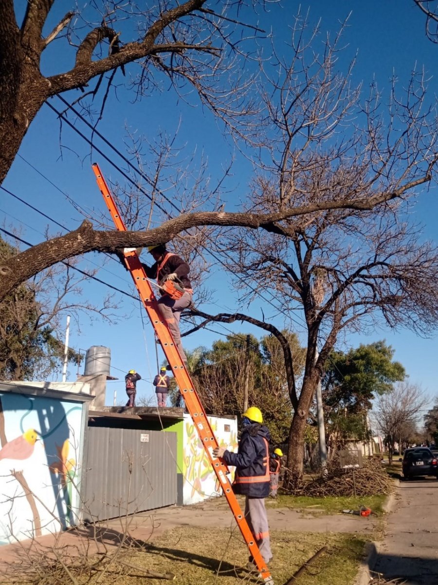 ACCIONES. Los trabajos incluyen la elevaci&oacute;n de copas, el despeje de luminarias y tendidos el&eacute;ctricos, y la eliminaci&oacute;n de ramas secas o en mal estado.