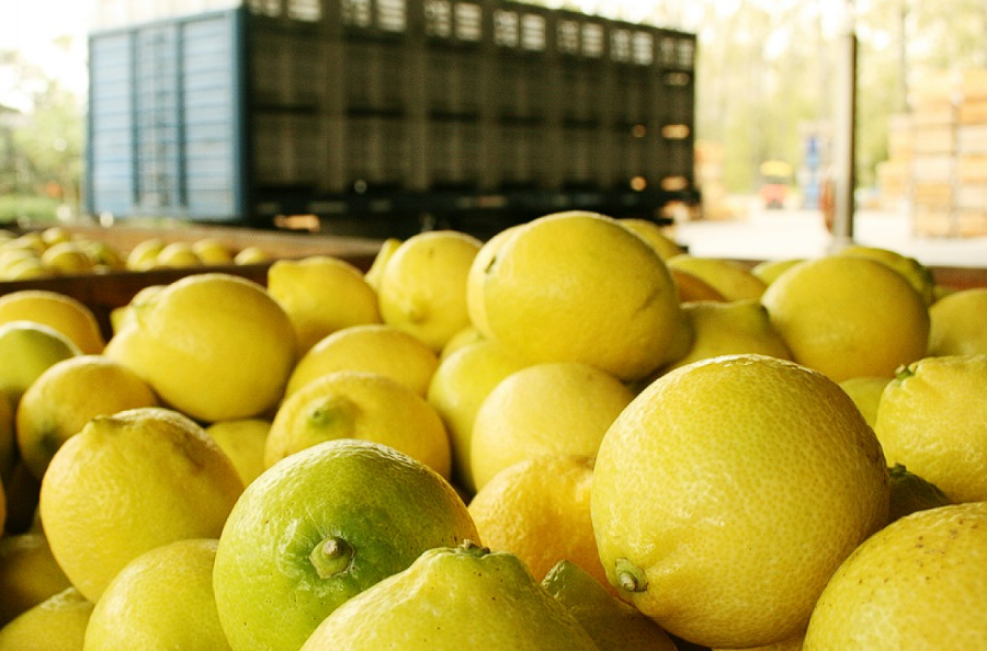 EXPORTACI&Oacute;N. Argentina abri&oacute; el mercado chileno para el env&iacute;o de limones.