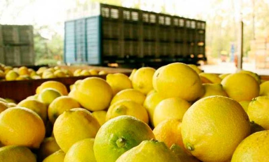 BARERRA SANITARIA. Ahora los limones argentinos podr&aacute;n exportarse a Chile.