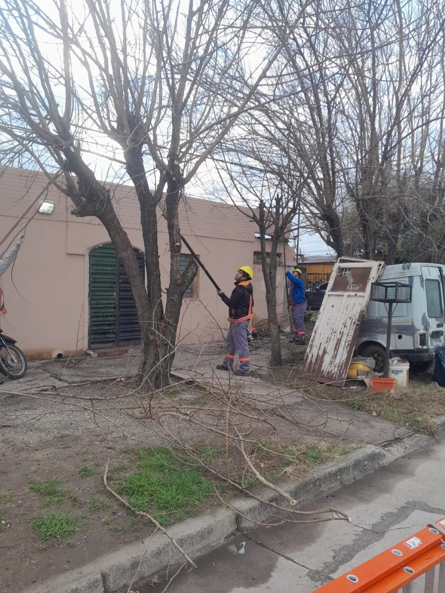 Las tareas est&aacute;n a cargo de personal municipal especializado en poda urbana.