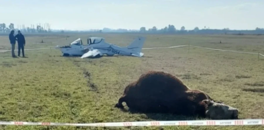 El toro proven&iacute;a de un campo vecino, seg&uacute;n el responsable del Aero Club.
