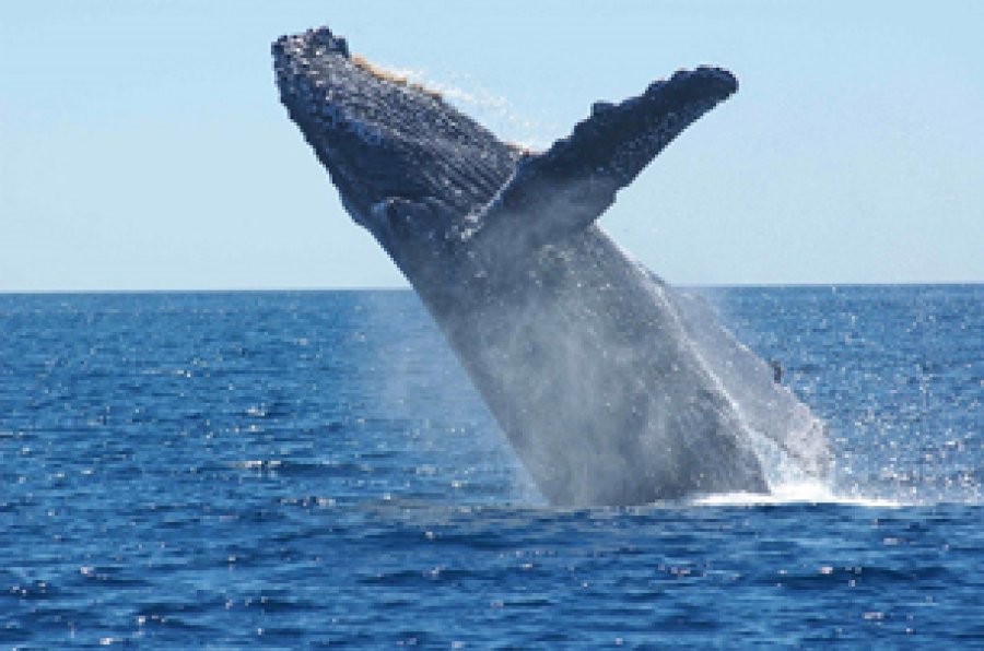 Jap&oacute;n es el &uacute;nico pa&iacute;s que se niega abiertamente a dejar de cazar tanto a ballenas como a delfines.