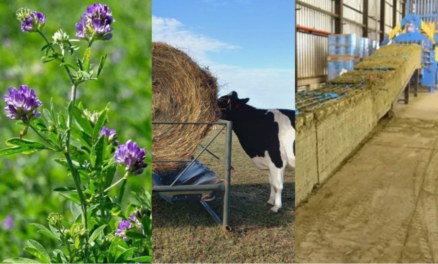 CADENA. La "reina" de las forrajeras, como se conoce a la alfalfa, tiene producci&oacute;n, consumo y exportaci&oacute;n