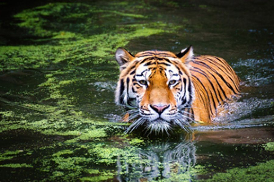 El tigre, s&iacute;mbolo de poder, fuerza y belleza salvaje, se encuentra en peligro.