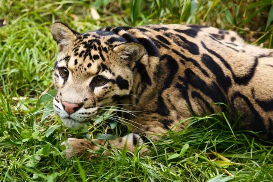una especie que debe protegerse.