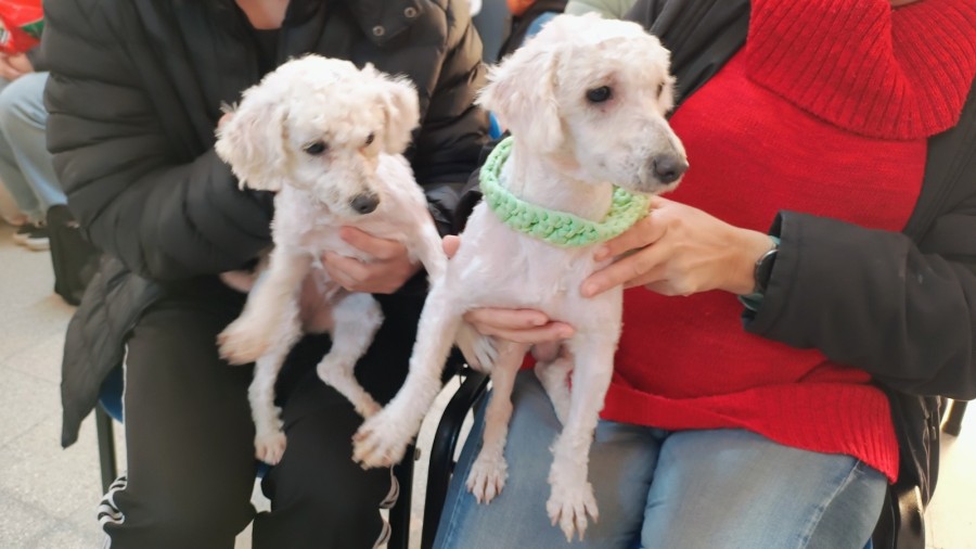 Durante esas jornadas se realizar&aacute;n castraciones de perros y gatos, machos y hembras, vacunaci&oacute;n antirr&aacute;bica y desparasitaci&oacute;n.