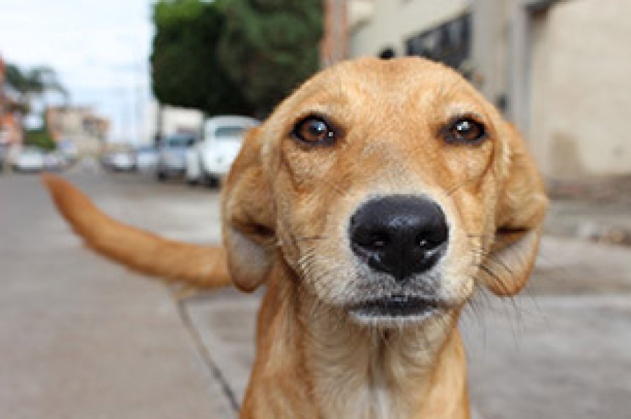 La jornada busca crear conciencia en relaci&oacute;n al significado de adoptar una mascota.