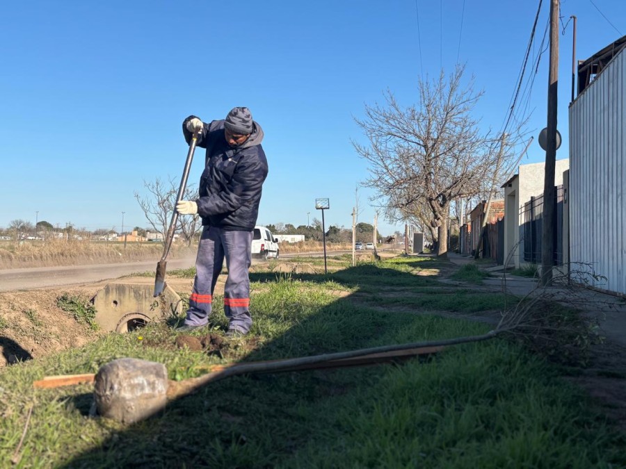 El Plan de Forestaci&oacute;n 2025 tiene como objetivo fortalecer tanto los espacios verdes como las &aacute;reas urbanas.