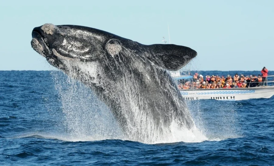 La poblaci&oacute;n de ballenas francas australes en la Pen&iacute;nsula Vald&eacute;s alcanz&oacute; un nuevo r&eacute;cord hist&oacute;rico.