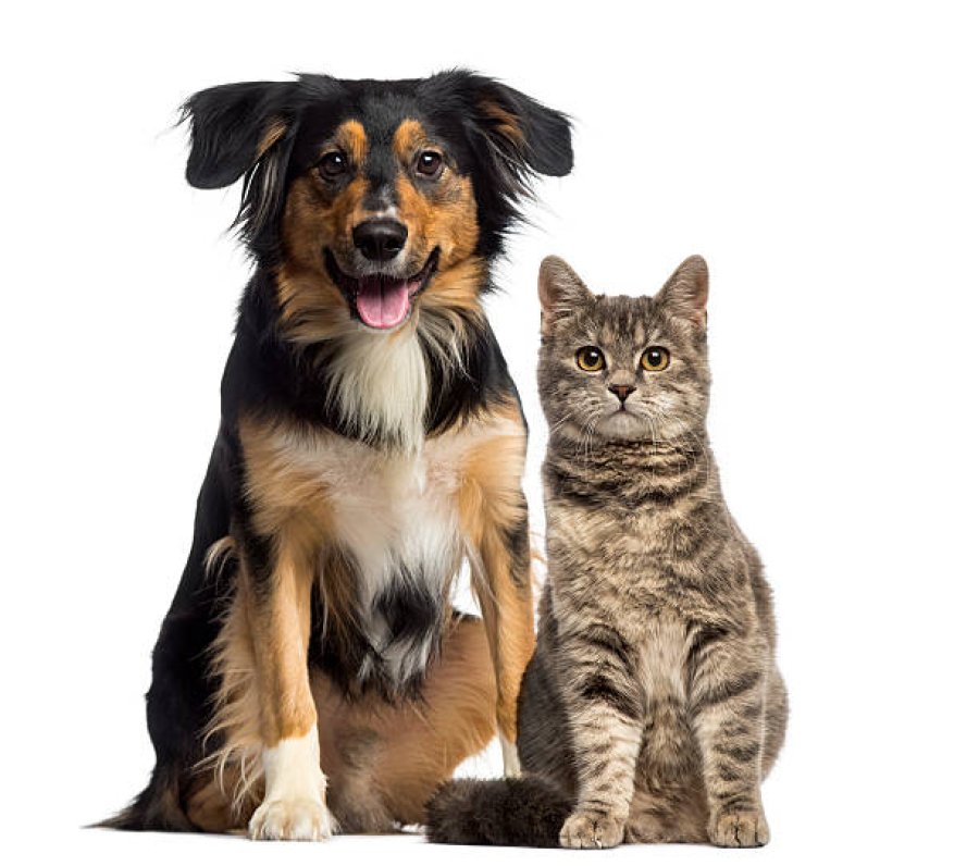 Mascotas, un integrante m&aacute;s de la familia.