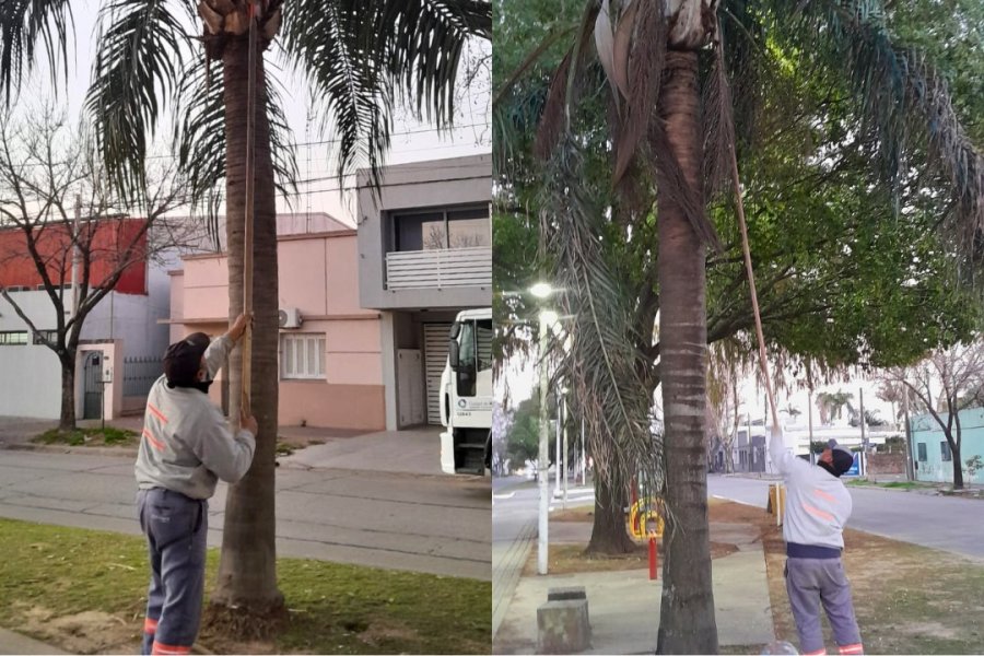 Cuidado del arbolado y limpieza urbana en Av. Arist&oacute;bulo del Valle.