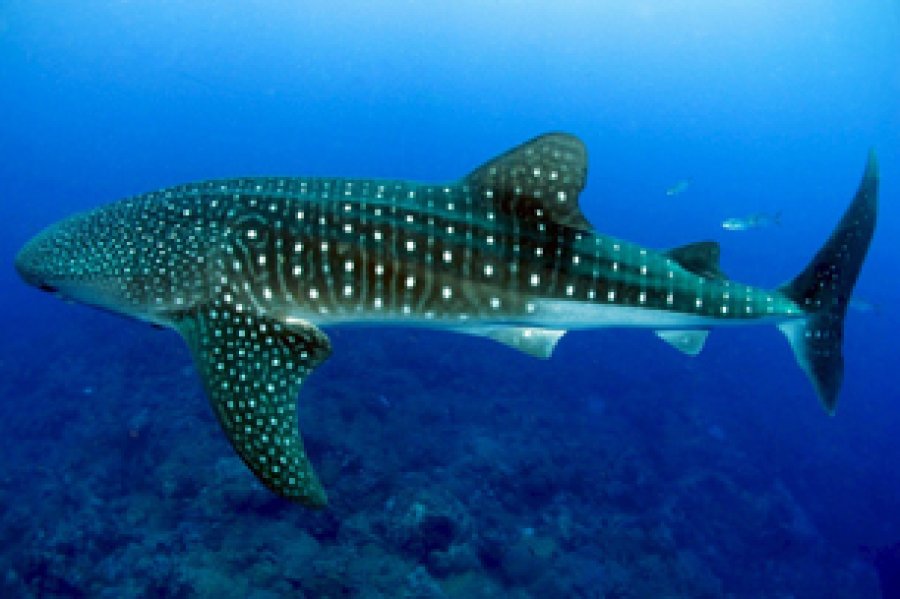 El tibur&oacute;n ballena no se reproduce con facilidad y llega a su madurez sexual tarde, por lo que es m&aacute;s seguro que los cacen o mueran antes de tener cr&iacute;as.