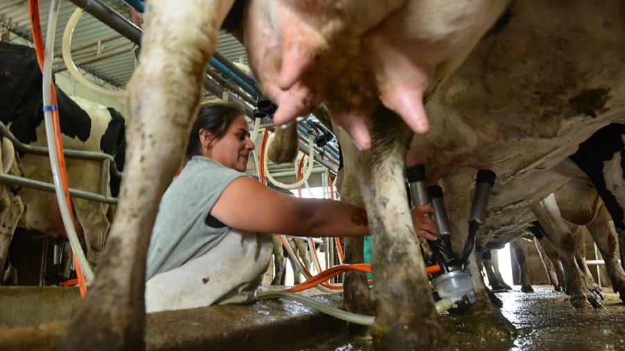 EN CAIDA. Los bajos precios que reciben los productores est&aacute;n de nuevo en la mira. La provincia concentra el 34,5% de los tambos del pa&iacute;s.