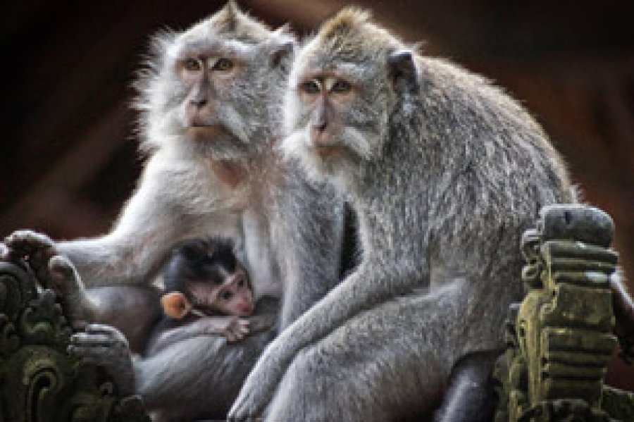 Efem&eacute;ride con la finalidad de destacar la importancia de conservar estas especies mam&iacute;feras, as&iacute; como alertar sobre las amenazas de extinci&oacute;n de algunas de ellas.