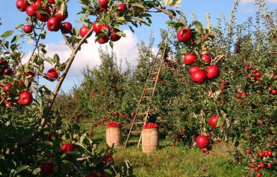 Producci&oacute;n de manzanas.
