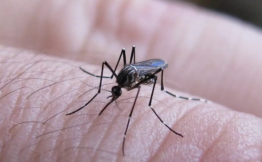 BALANCE. Santa Fe y C&oacute;rdoba fueron las provincias m&aacute;s golpeadas por el dengue durante la temporada pasada.