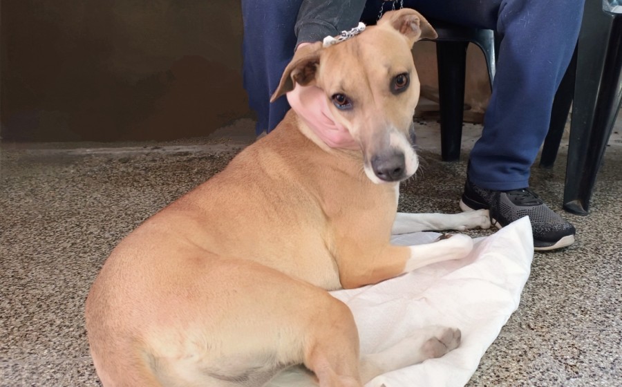 Castraciones de perros y gatos, machos y hembras, vacunaci&oacute;n antirr&aacute;bica y desparasitaci&oacute;n.