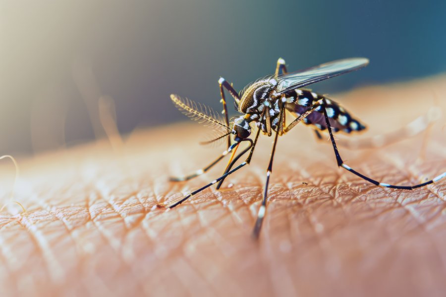 El dengue deja de ser una preocupaci&oacute;n estacional para transformarse en un desaf&iacute;o sanitario permanente.