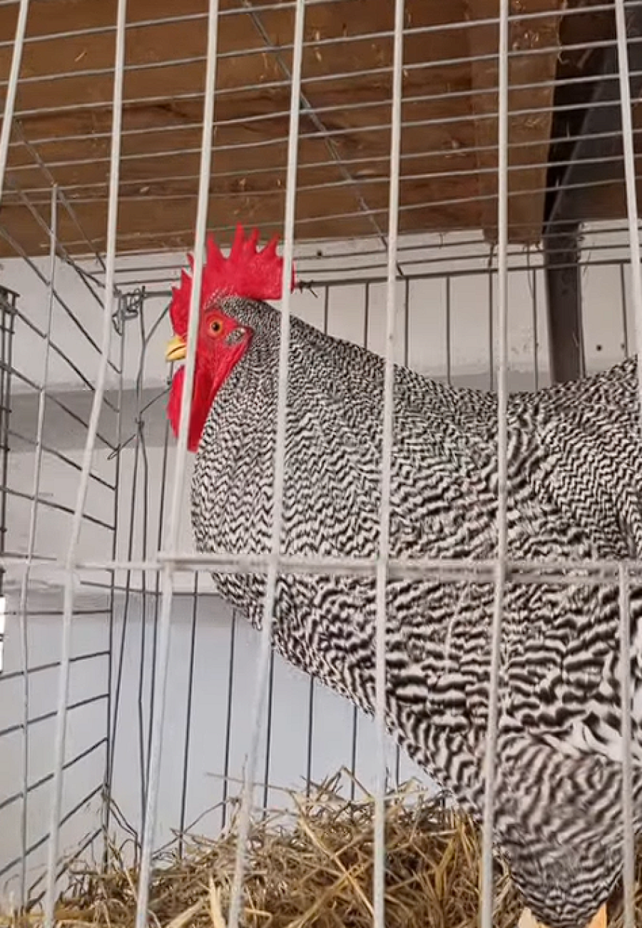 UN CL&Aacute;SICO: El juzgamiento de aves en la Rural cumple 100 a&ntilde;os. Sin dudas, un sector pujante y tradicional que siempre se destaca.