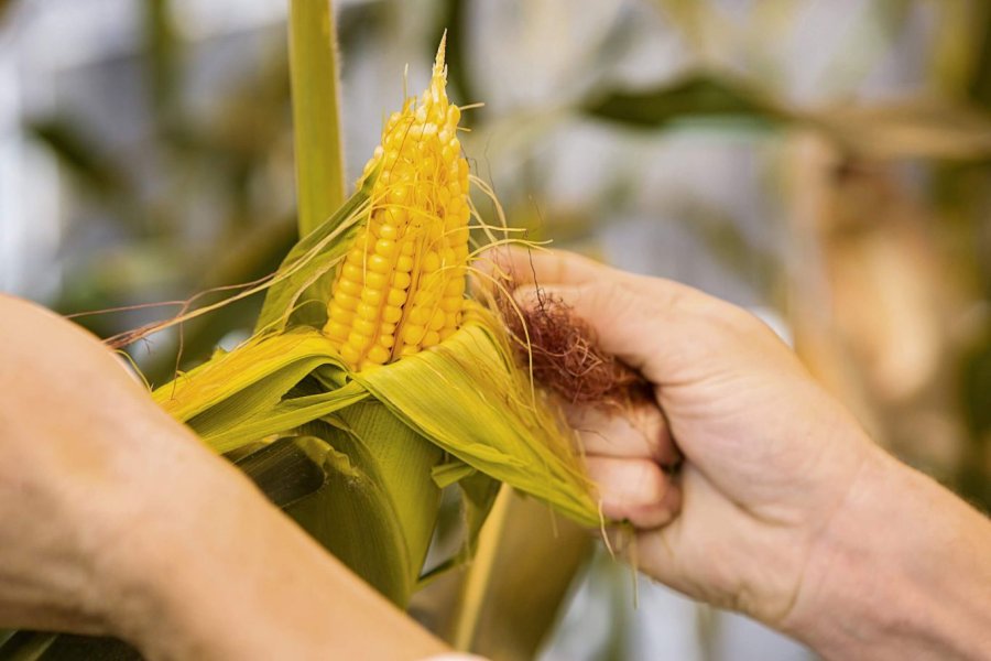 EXPECTATIVAS: Las condiciones agron&oacute;micas y sanitarias alientan la siembra de ma&iacute;z, que podr&iacute;a batir r&eacute;cords