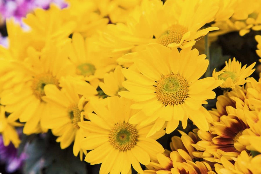 TRADICION. Cada 21 de septiembre, regalar flores amarillas se convirti&oacute; en un gesto popular en Argentina, sobre todo entre los j&oacute;venes.