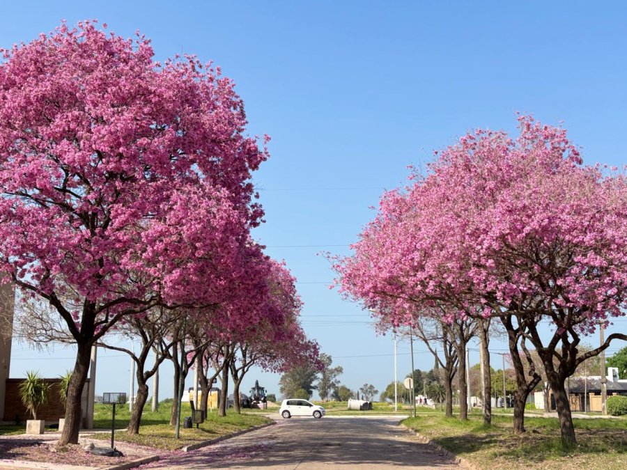 PAISAJES UNICOS. Desde el municipio se trabaja todo el a&ntilde;o para que los rafaelinos disfruten de una ciudad m&aacute;s verde y en armon&iacute;a con la naturaleza.