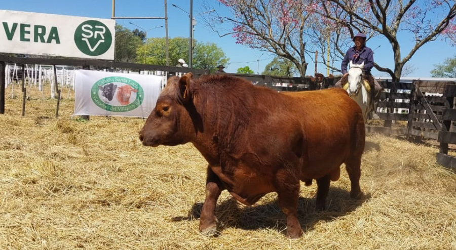 CALIDAD. La Rural de Vera cont&oacute; con calidad gen&eacute;tica, puja y buenos precios.