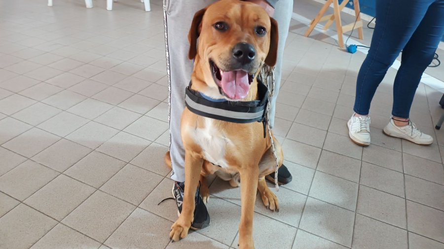 Se realizar&aacute;n castraciones de perros y gatos.