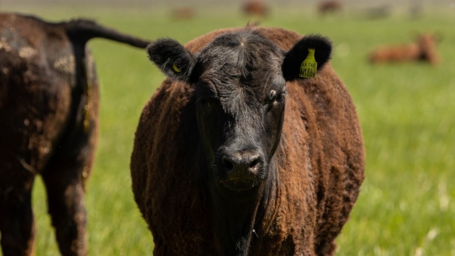 SALUD ANIMAL. La vacunaci&oacute;n contra la fiebre aftosa constituye una acci&oacute;n sanitaria clave para mantener el estatus zoosanitario, reconocido internacionalmente, en la &uacute;nica zona libre con vacunaci&oacute;n.