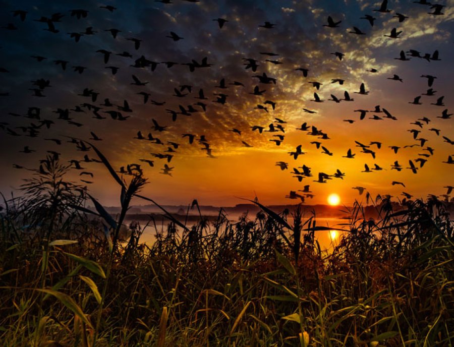El futuro de las aves migratorias representa el futuro de la vida humana.