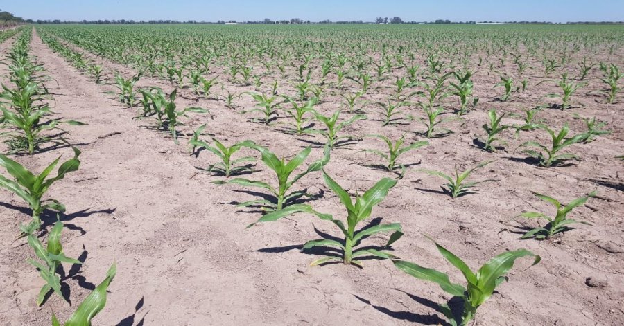 EVOLUCI&Oacute;N. Lote con ma&iacute;z temprano (de primera) en pleno desarrollo vegetativo, con muy buena disponibilidad de agua &uacute;til, en el centro oeste del departamento Castellanos.