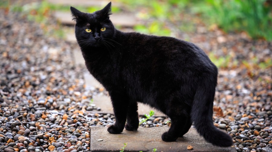 PRADA act&uacute;an ante denuncias por crueldad animal.