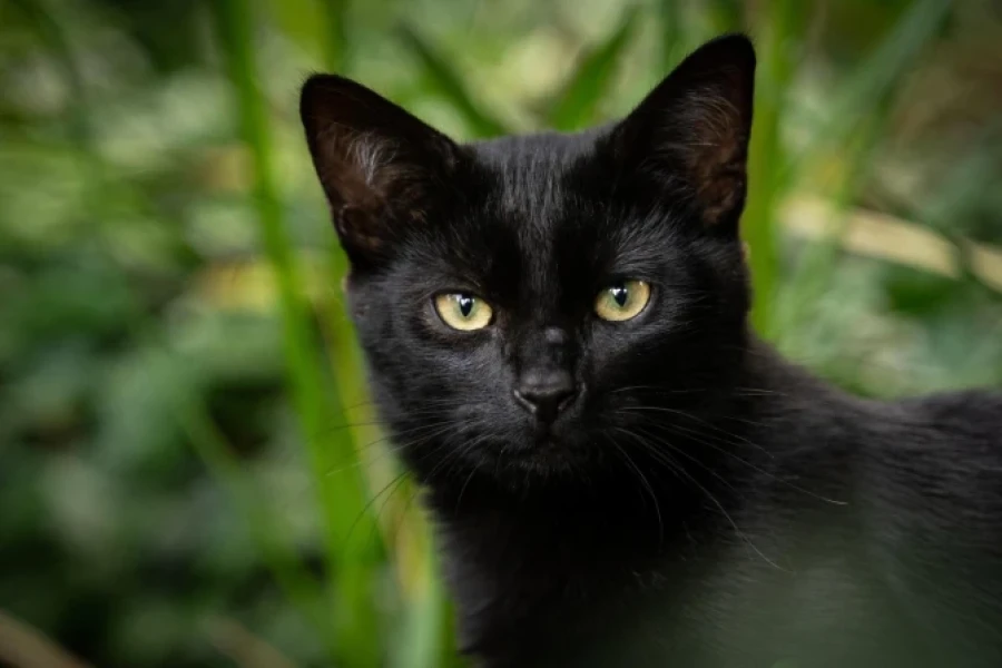 Gato negro.