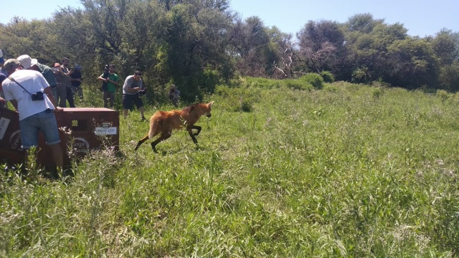 Las liberaciones se realizan en reservas naturales, &aacute;reas protegidas y territorios con condiciones ambientales &oacute;ptimas para cada especie.