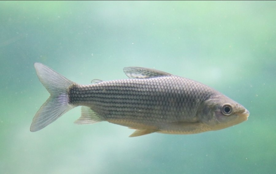 Por qu&eacute; es importante limitar la exportaci&oacute;n de peces del r&iacute;o Paran&aacute;.