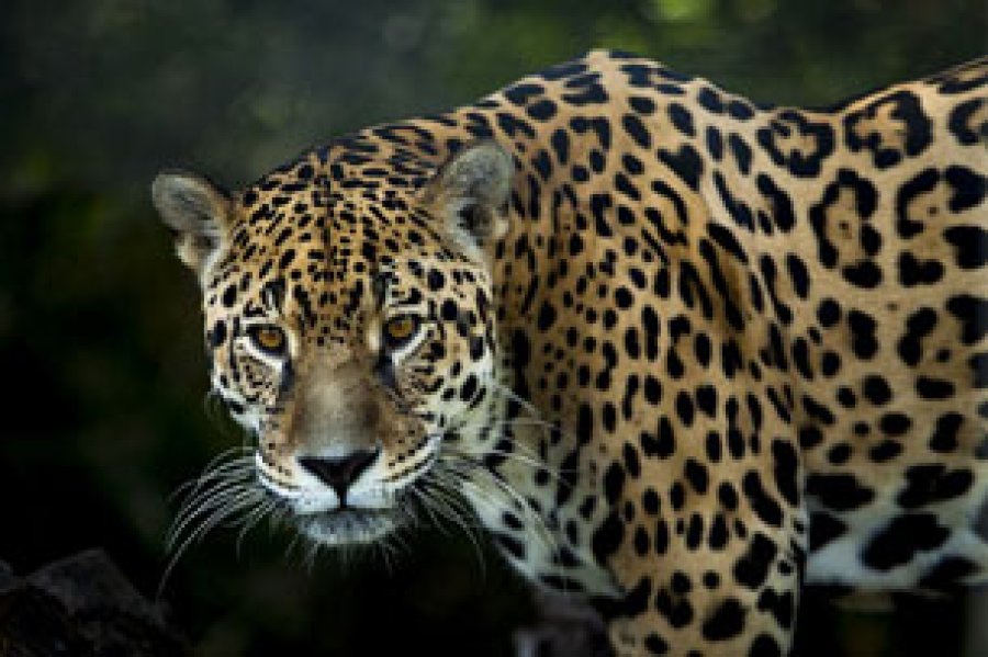 Plan Jaguar 2030: Plan Regional para la Conservaci&oacute;n del Felino m&aacute;s grande del Continente y sus Ecosistemas, un compromiso global para salvar al jaguar.
