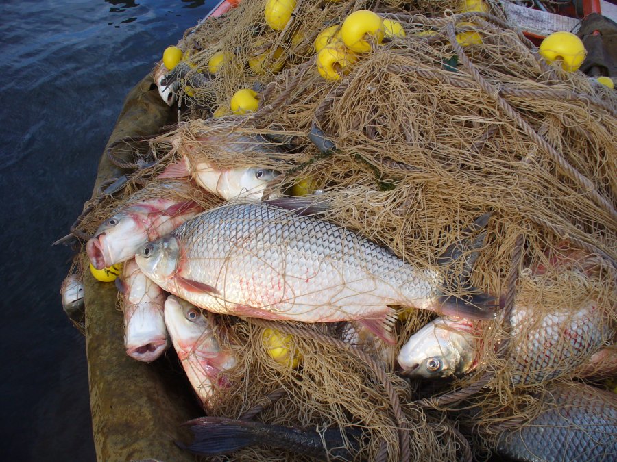 PESCA COMERCIAL. Santa Fe y Entre R&iacute;os fijan un cupo y unifican la veda del s&aacute;balo.