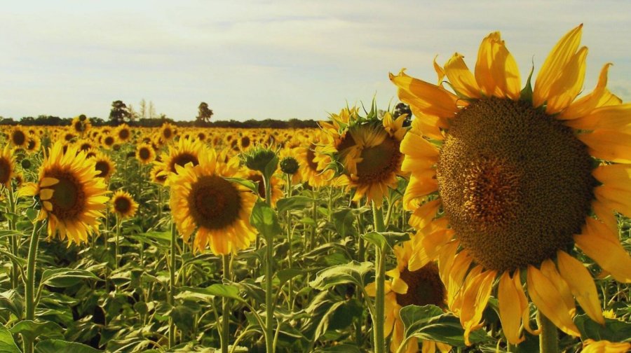 El primer lote de girasol de la campa&ntilde;a ya tiene ganadora y es Ivana Carolina Bortkiendiez, productora de Villa &Aacute;ngela.