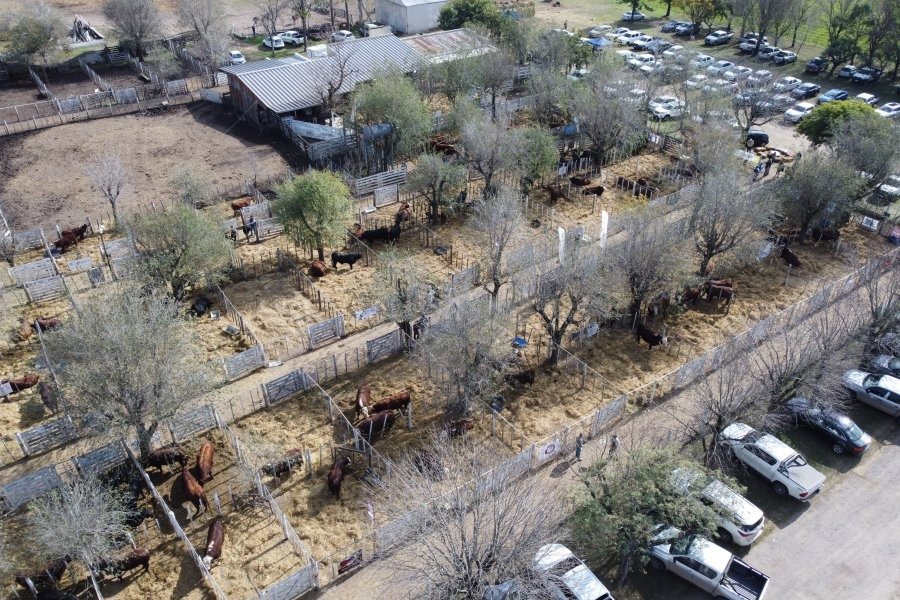 El &uacute;ltimo Remate Raza Carne del a&ntilde;o ser&aacute; de la mano de Estancia La Carreta, en La Emilia.