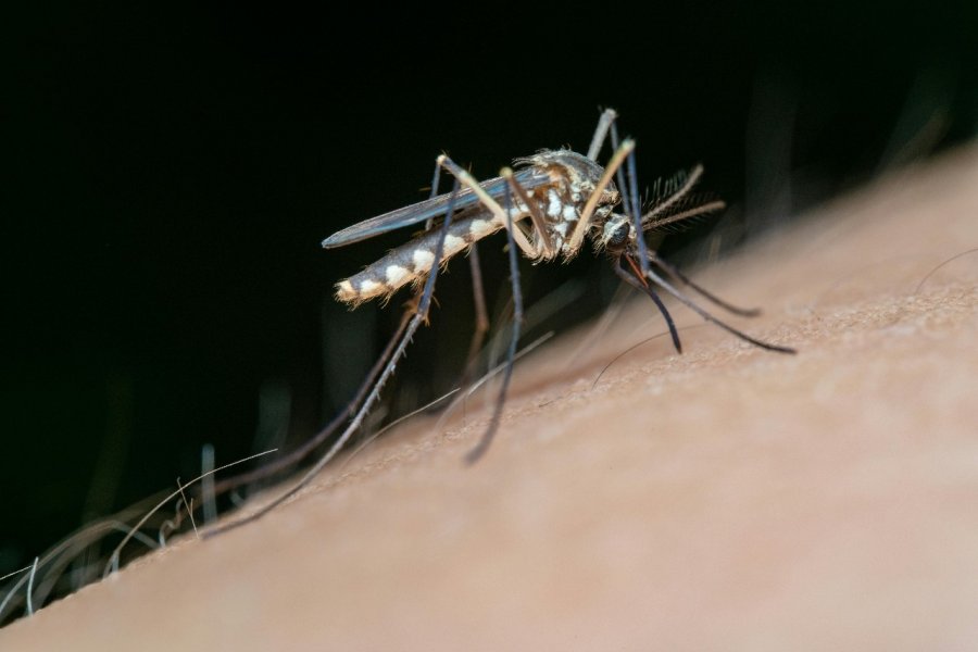 Per&iacute;odo de profundizaci&oacute;n de acciones preventivas ante la presencia del dengue.