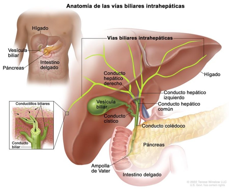 En particular, el C&aacute;ncer de Ves&iacute;cula Biliar registra una tasa de mortalidad elevada en el Noroeste y Suroeste argentino.