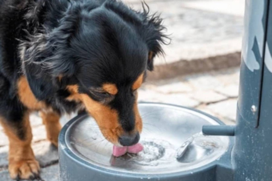Los animales son especialmente vulnerables a golpes de calor.