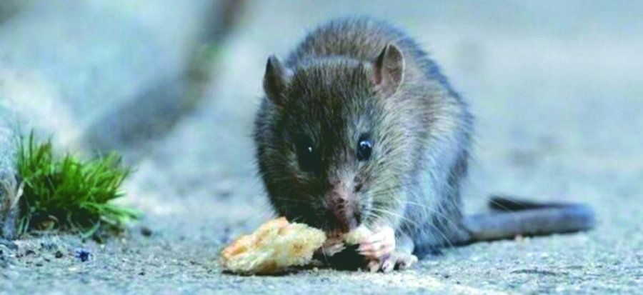 BACTERIA MORTAL. Las ratas son los principales reservorios de la enfermedad.