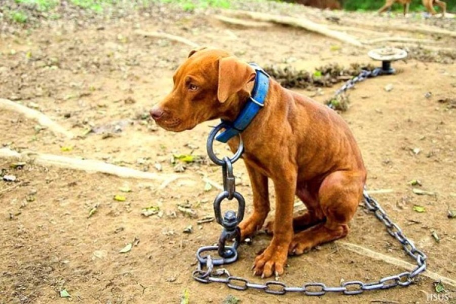 Campa&ntilde;a integral de concientizaci&oacute;n y prevenci&oacute;n orientada a combatir los actos de maltrato y crueldad hacia los animales.