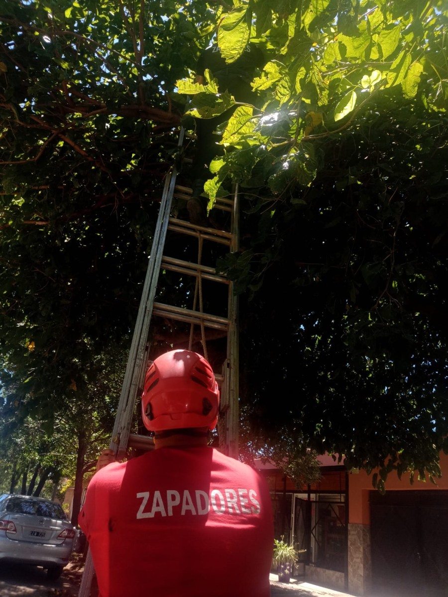 Un bombero tiene la escalera mientras su compa&ntilde;ero est&aacute; oculto en la frondosa copa de un &aacute;rbol en busca del gatito que se meti&oacute; en l&iacute;os.