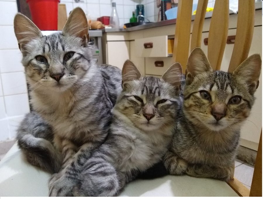 La adopci&oacute;n de una mascota significa un compromiso en su atenci&oacute;n, alimentaci&oacute;n y salud.