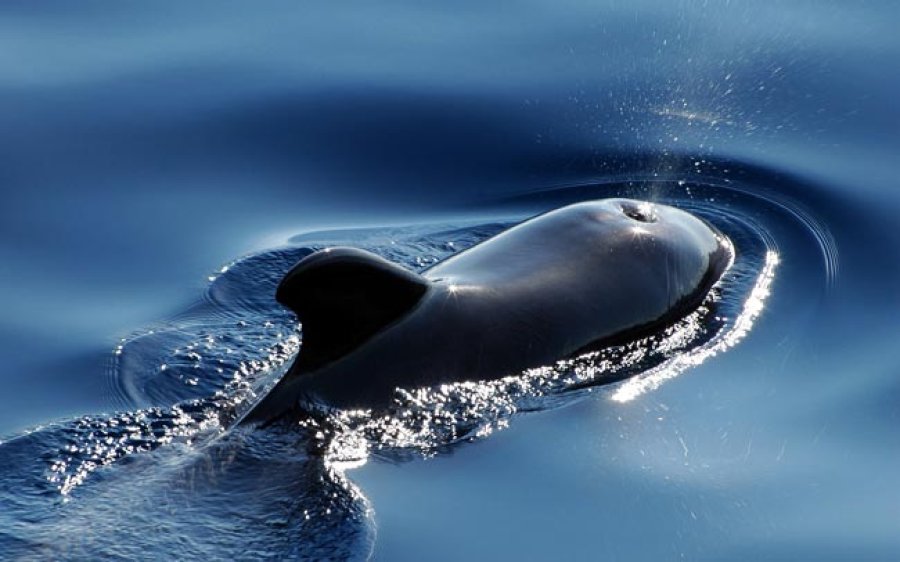 Imagen de una ballena beb&eacute;.