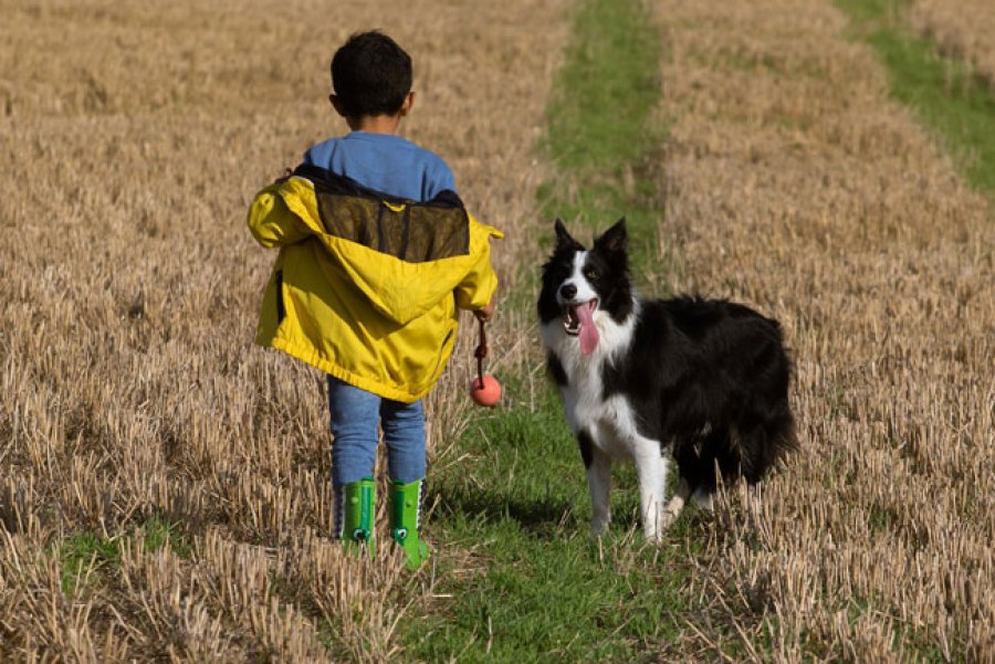 Es de vital importancia esterilizar y castrar a nuestras mascotas, preferiblemente antes del primer celo.