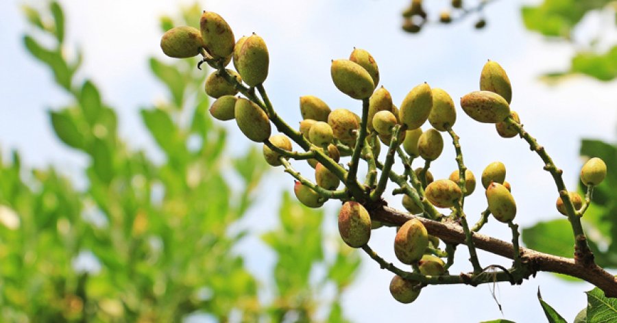 El &aacute;rbol del pistacho recibe el nombre de alf&oacute;nsigo o pistachero.